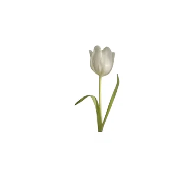 Tulipan i bardhe